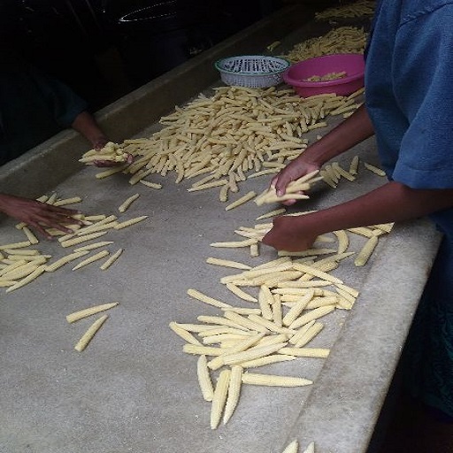 Organic Preserved Baby Corn